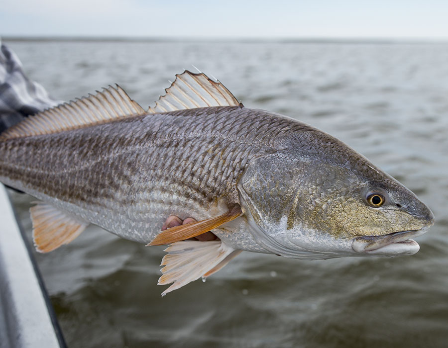 Redfish in Louisiana