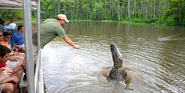 louisiana alligator tour
