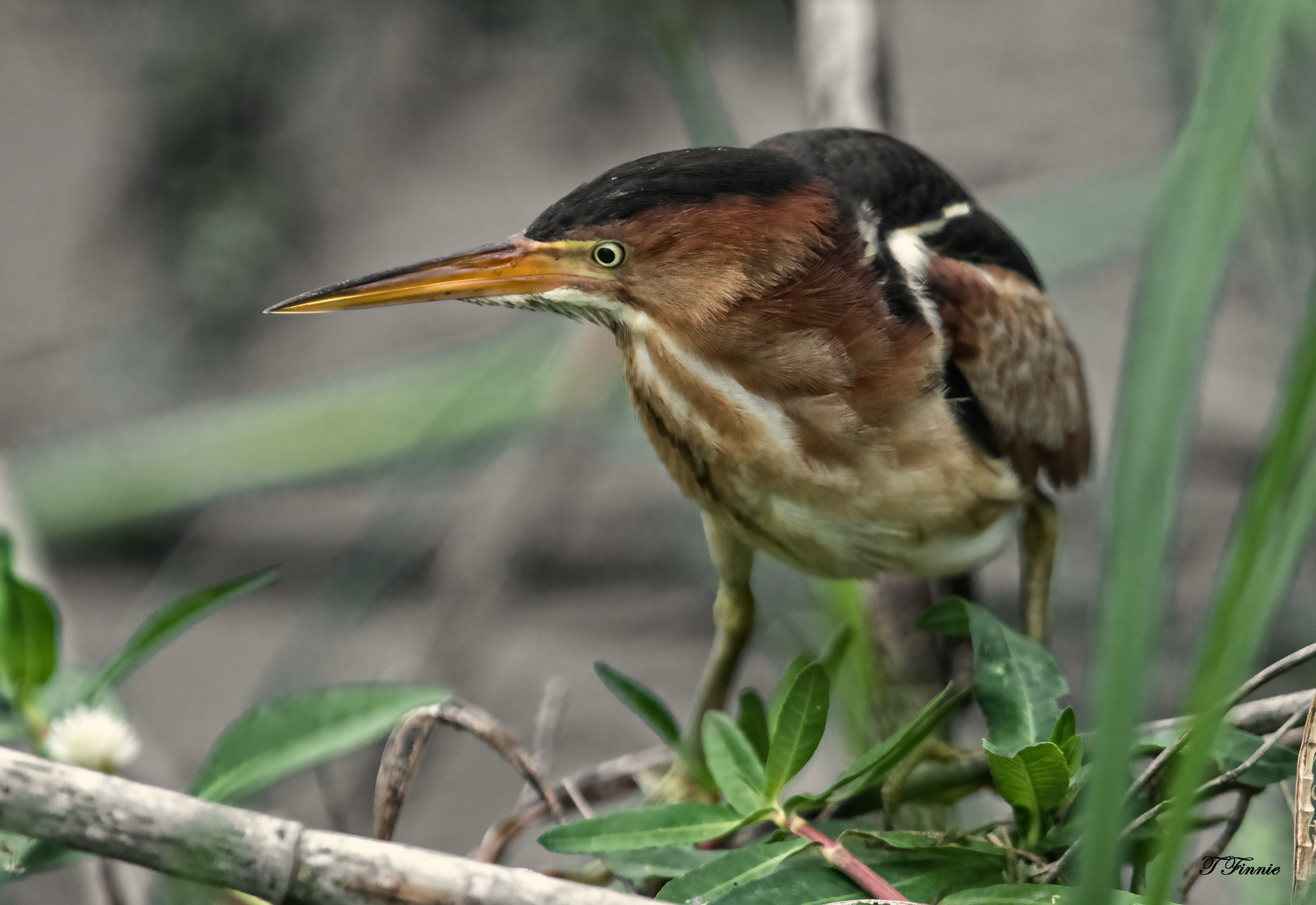 Least bittern