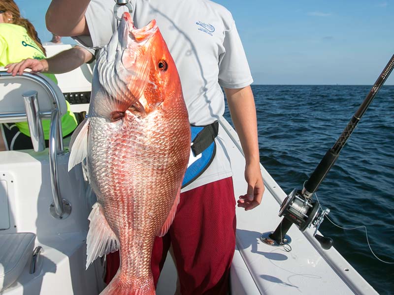 Catch red snapper while deep sea fishing in Louisiana