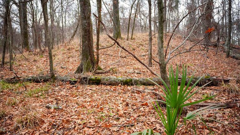 Poverty Point Mound F