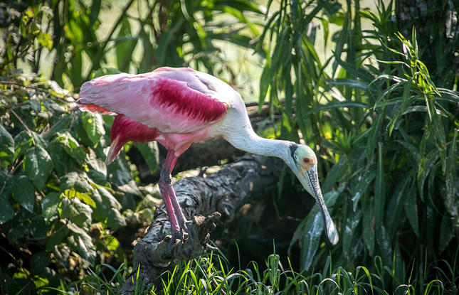 Birdwatching a roseate spoonbill in louisiana