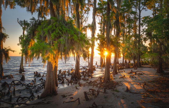 The sunset peeking through the cypress trees on the beach at Fontainebleau State Park.