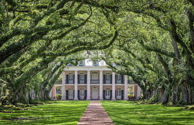 The brick path to the Oak Alley Plantation home is lined with large, curved trees, creating an archway.