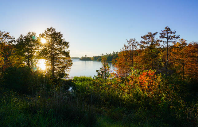 Caney Lakes in the Kisatchie National Forest. Credit: Webster Parish CVC