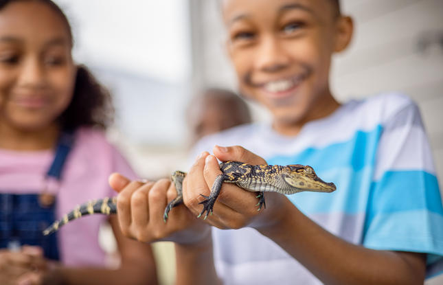 A little boy wearing a blue and white shirt smiles while holding a baby alligator, while a little girl wearing overalls watches.