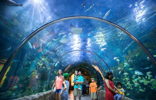 Families enjoy walking through the underwater dome at the Audubon Aquarium in New Orleans, Louisiana.