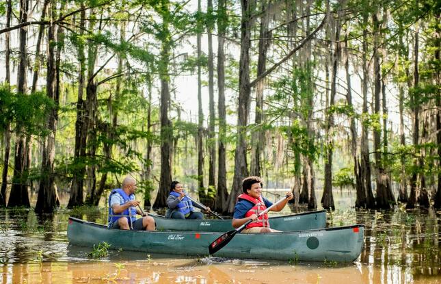 People sit in two green canoes and paddle through a sunny through a classic Louisiana cypress swamp at golden hour.