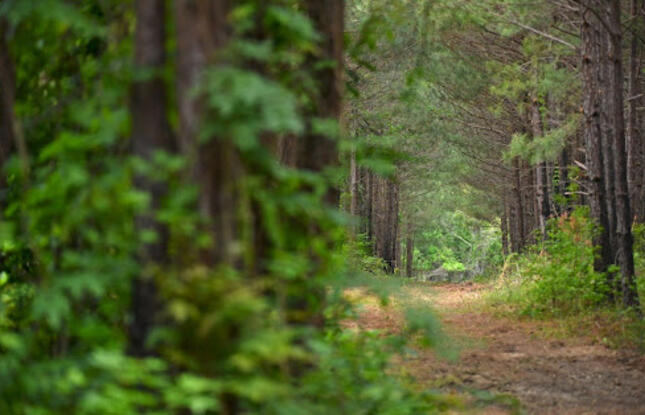 A trail winds through a forest in Winnfield.