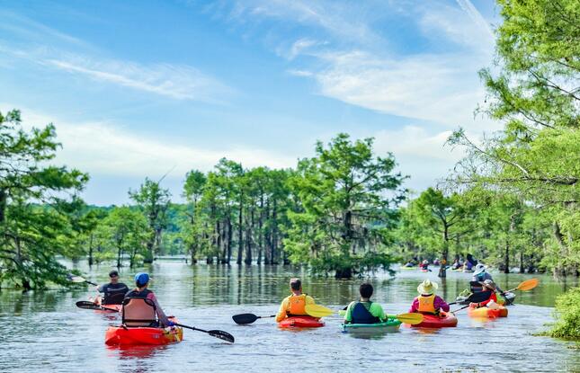 A group paddles kayaks through the bayou