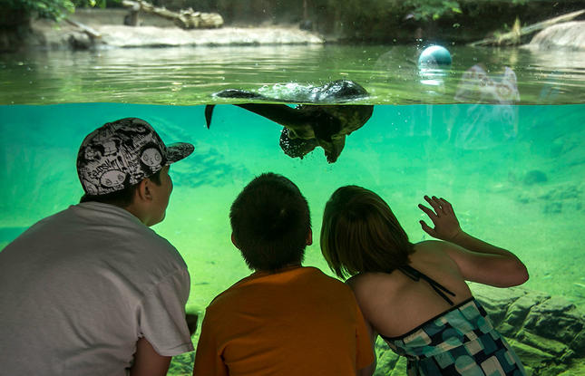 Visit the zoo in the Alexandria Louisiana