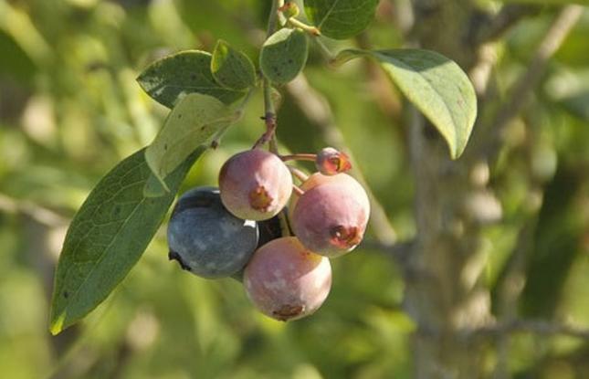 Blueberries Ripening at Hillcrest Blueberry Farm