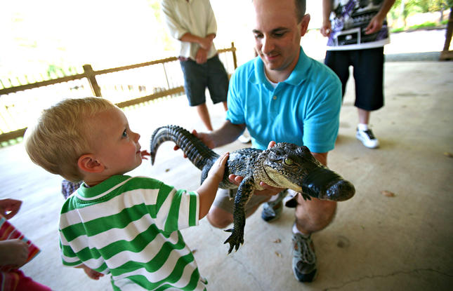 A child petting a baby alligator while an adult holds it at Gator &amp; Friends in Greenwood, Louisiana.