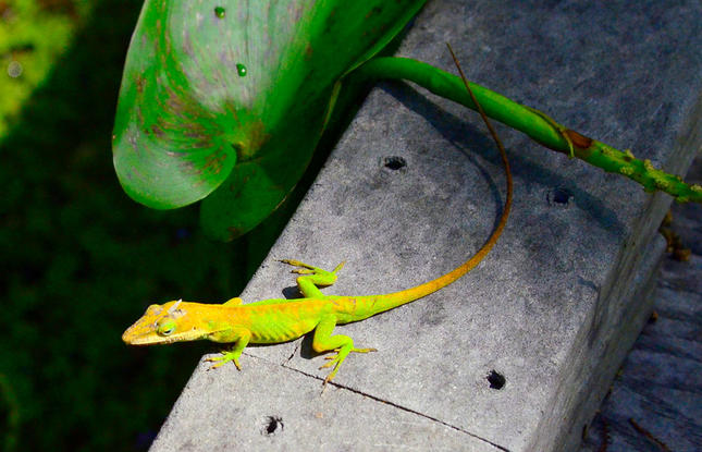 lizards on the Jean Lafitte National Historic Park