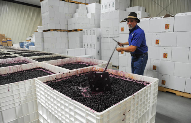A vintner stirs aging grapes in the warehouse of Landry Vineyards.
