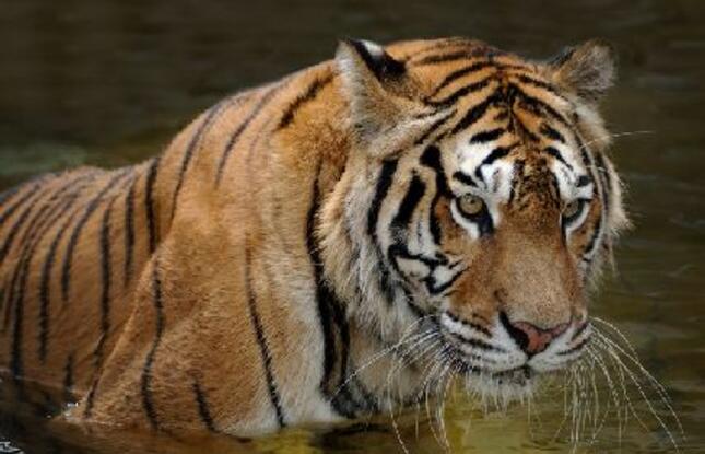 Baton Rouge Zoo Tigers
