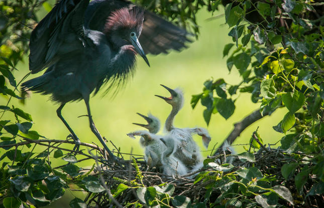 Mother and baby birds