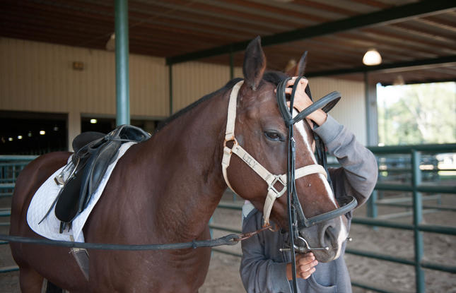 A rider carefully puts a bridle on their horse, who stares straight into the camera with perked ears.