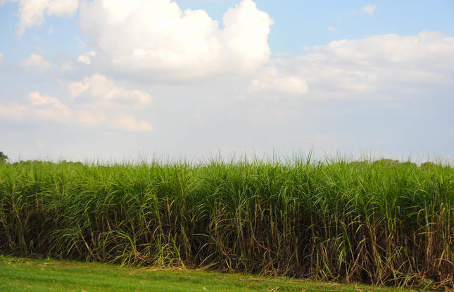 Vibrant dark-green sugarcane field under a bright-blue sky in Louisiana.