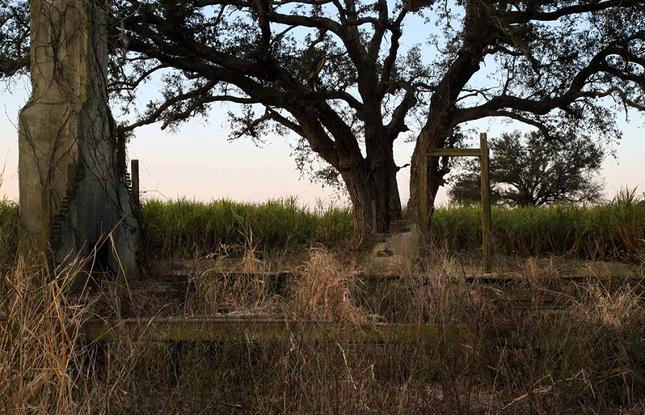True Detective Tree Oak Alley Plantation