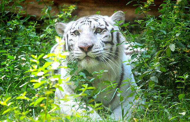 Alexandria's Zoo has a white tiger in Louisiana