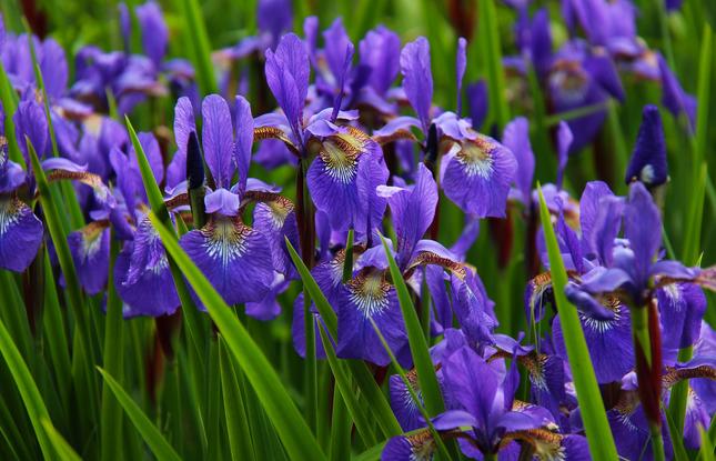 Purple Louisiana iris flowers in a field.