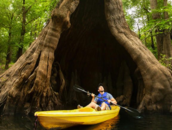 Castle Tree in Louisiana