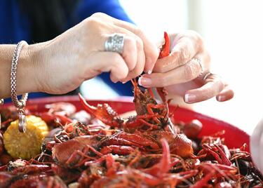 Two hands peeling boiled crawfish.