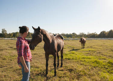 Farr Park Horses