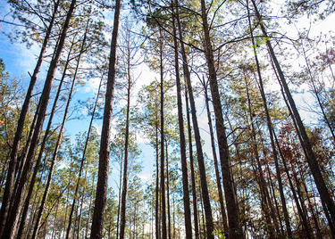 Kisatchie NationalForest trees Scenery