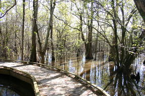 Boardwalk in Cypress Swamp