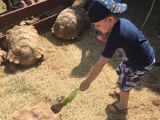 Child feeding a tortoise