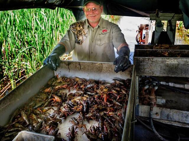 Crawfishing on Boat