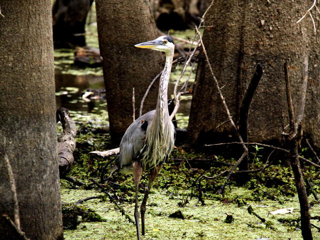 Great Blue Heron