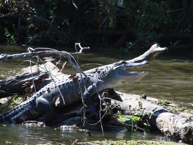 Alligator sunning themselves on a log