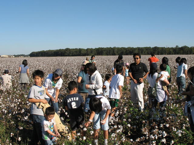 Visitors in the U.S. and around the world experience cotton picking & ginning