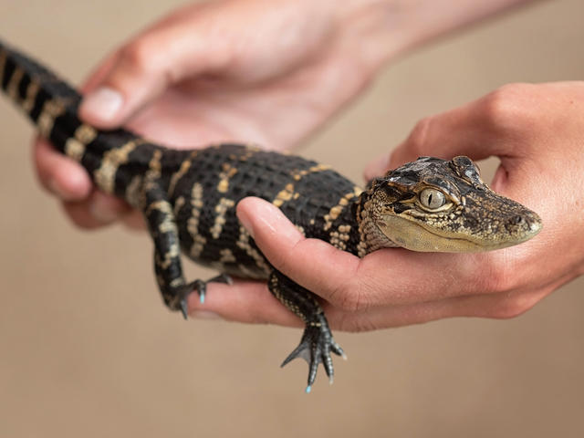 Gator Chateau Photo 4