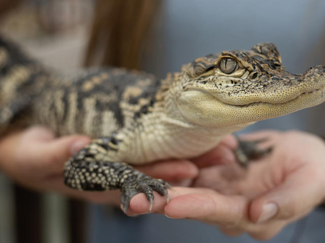 Gator Chateau Photo 2