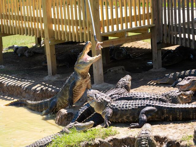Alligator feedings at Gators and Friends Adventure Park Photo