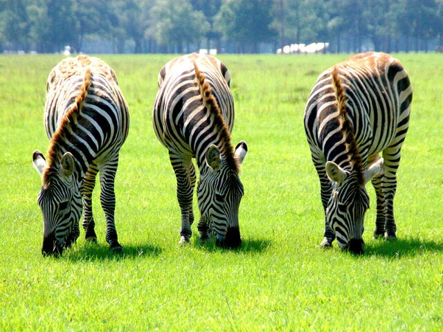 Zebra's grazing