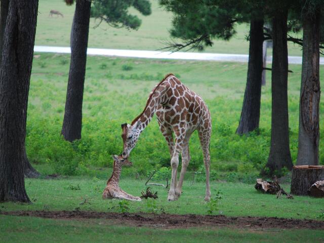 Baby first kiss!