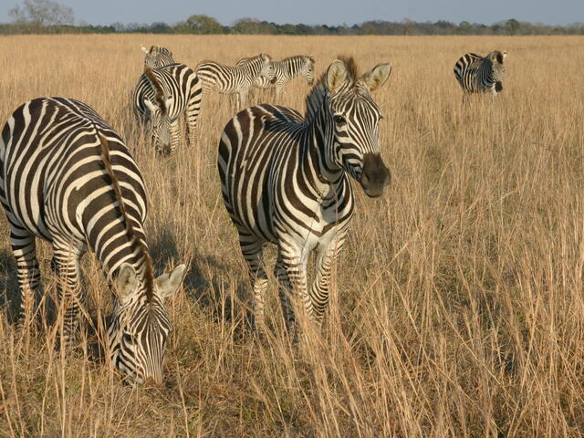 Is this Africa or Louisiana?