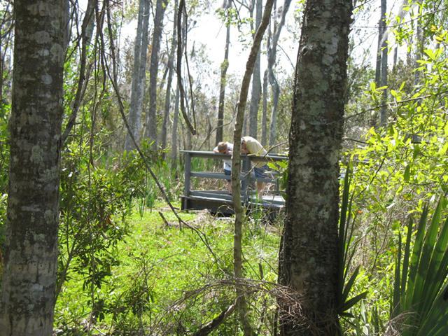Explore Louisiana's wild wetlands at the Barataria Preserve