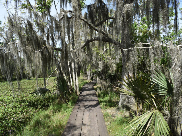 Hiking Trail at Barataria Preserve
