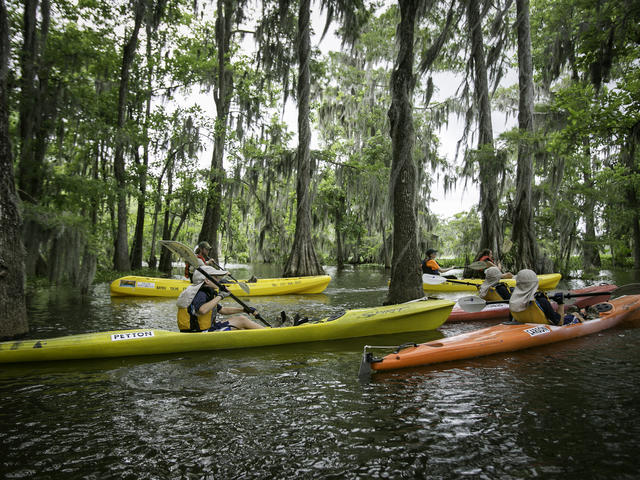 Paddling under canopy of cypress trees