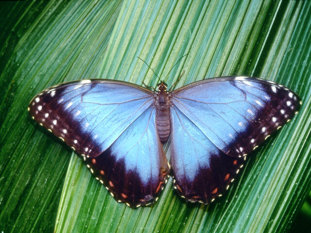 Wonder Here, at the Audubon Aquarium & Audubon Insectarium in Downtown New Orleans Photo 5