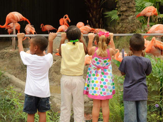 All Together Now, plan your visit to the Audubon Zoo today!