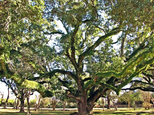 One of the historic Live Oak trees at Melrose