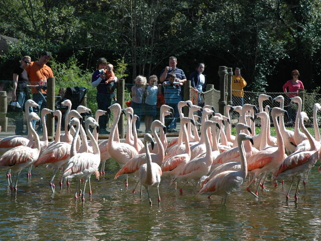 Kick off Spring at Zippity Zoo Fest, Baton Rouge's favorite family festival.