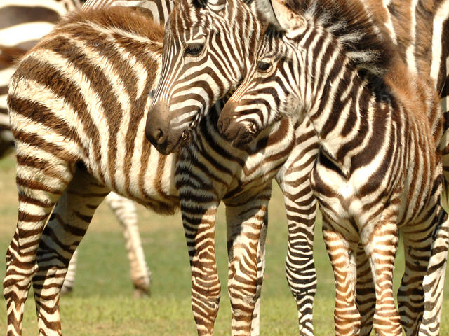 Zebras at Baton Rouge Zoo Photo 7